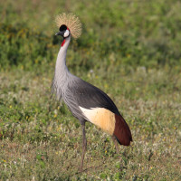 Grey Crowned Crane